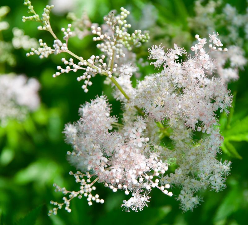Meadowsweet