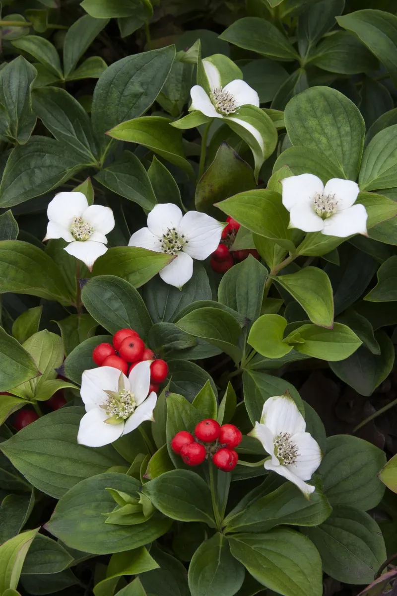 Bunchberry (Cornus canadensis)