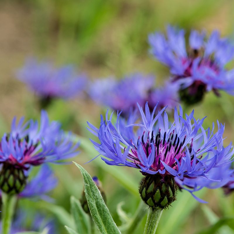 Centaurea (Mountain Bluet)