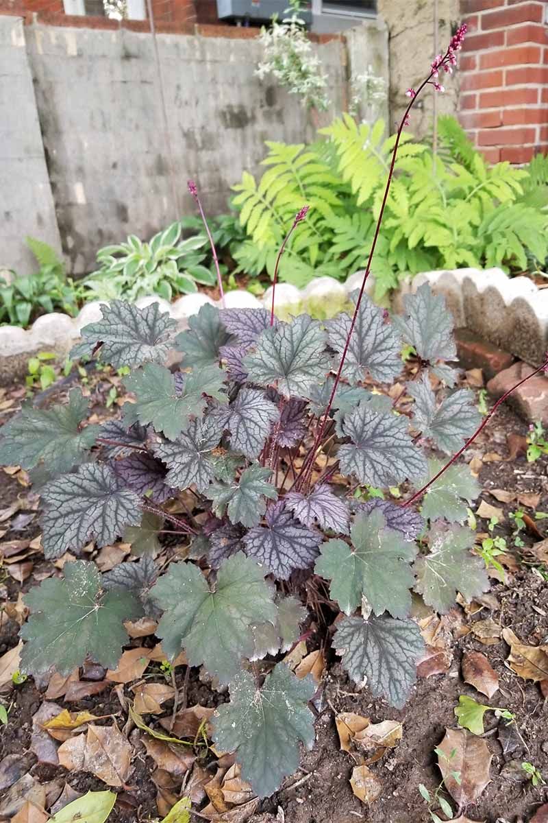 Coral Bells Lose the Battle for Space
