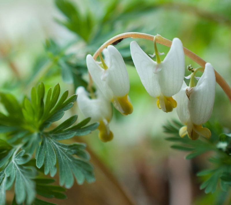 Dutchman's Breeches