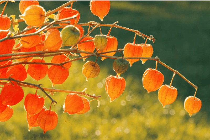 Chinese Lantern Plant