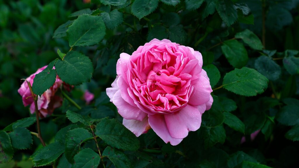 Princess Alexandra of Kent Rose