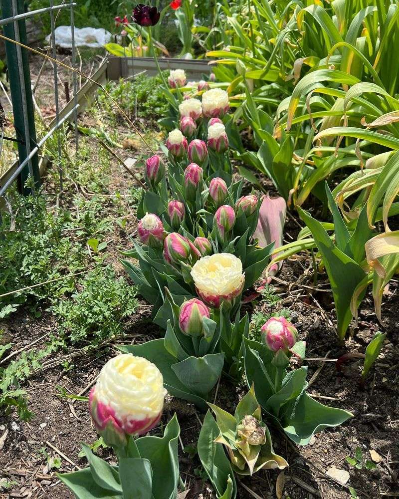 Ice Cream Tulips