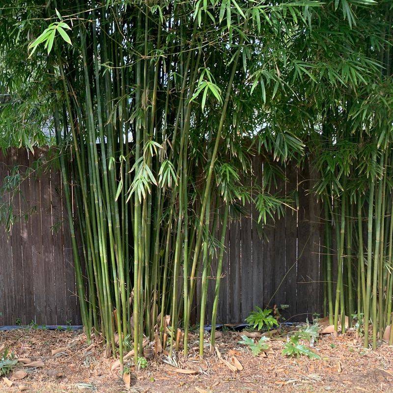 Bamboo Borders