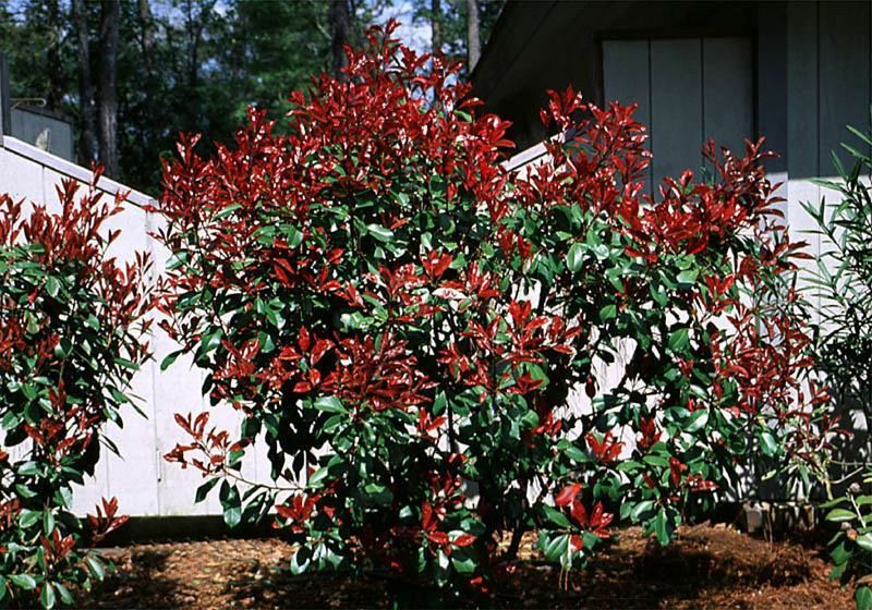 Photinia: Red-Tipped Trouble