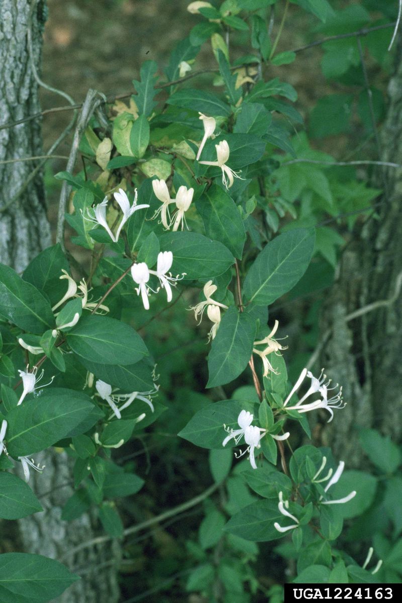Japanese Honeysuckle (Lonicera japonica)