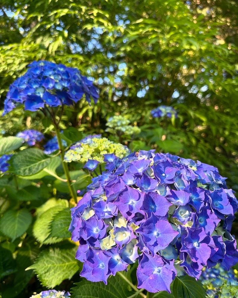 Hydrangea Macrophylla