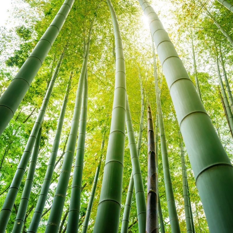 Persistent Bamboo