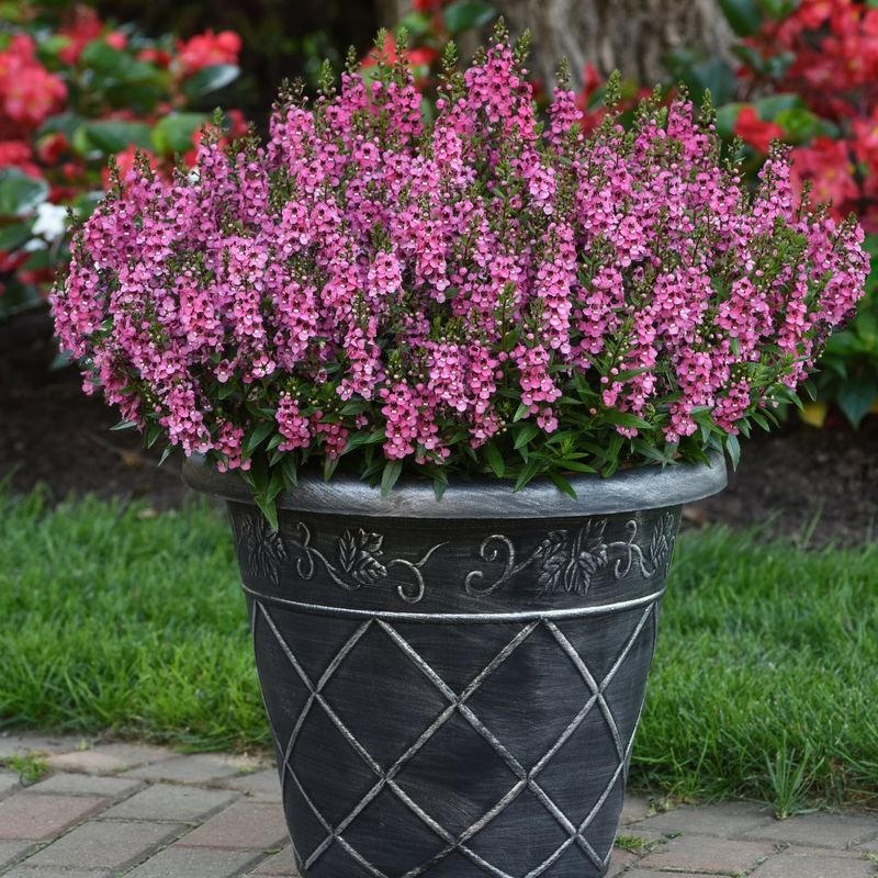 Exotic Angelonia Arrangements