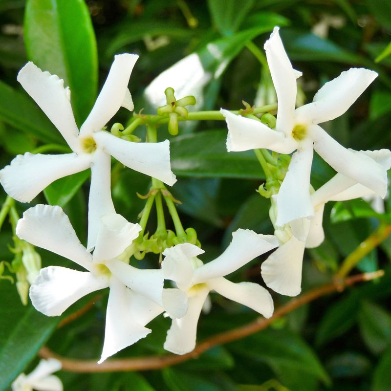 Encourage Flowering