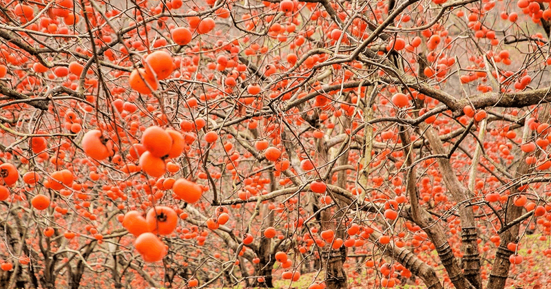 Watering Schedule For Young Trees