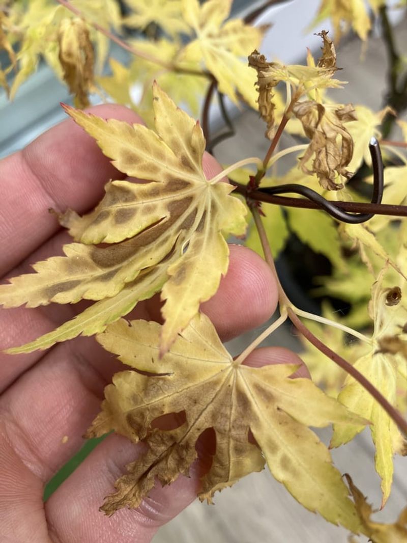 Monitor and Treat for Pests