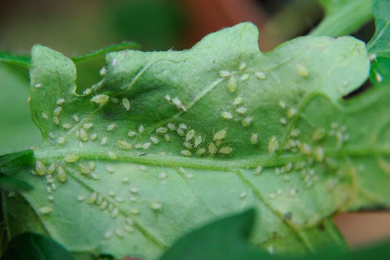 Combat Pest Invasions