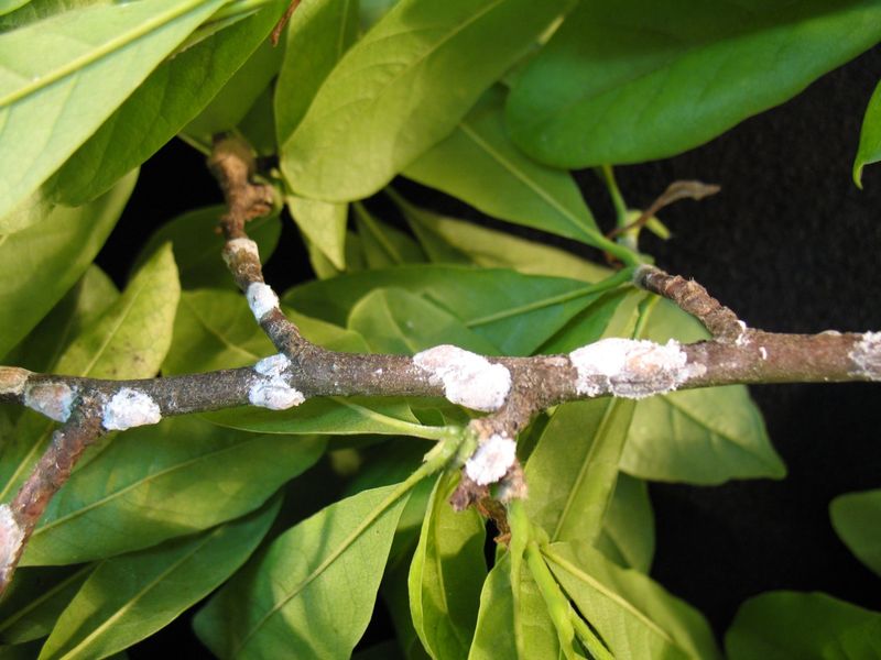 Watch For Early Signs Of Pests