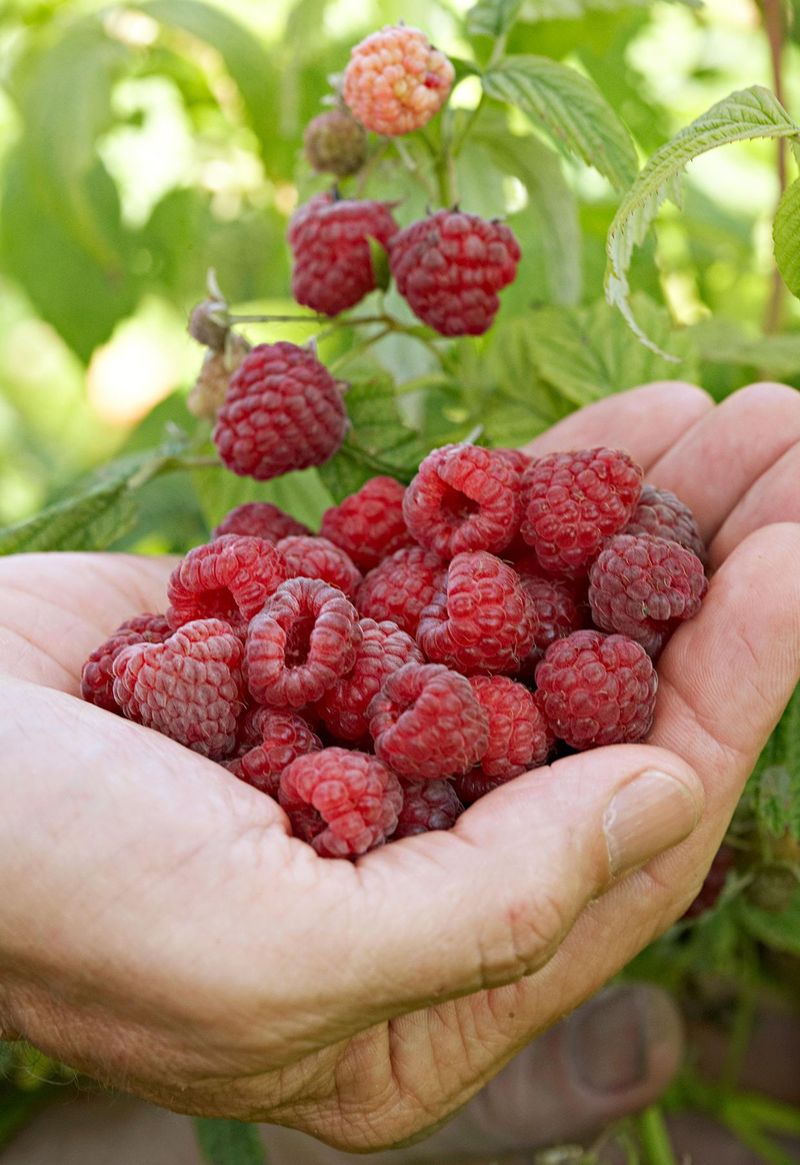 Hand Pollinate For Better Yields