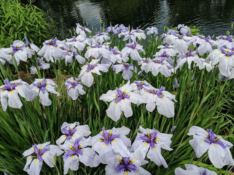 Understand Different Iris Types