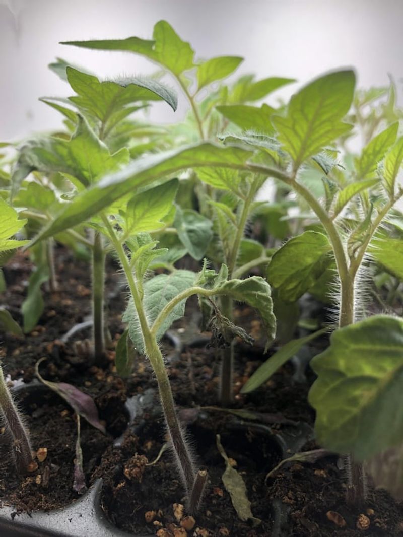 Provide Partial Shade for First Week