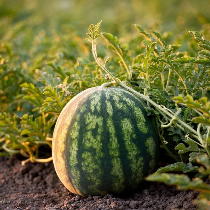 Time Planting For Maximum Growing Season