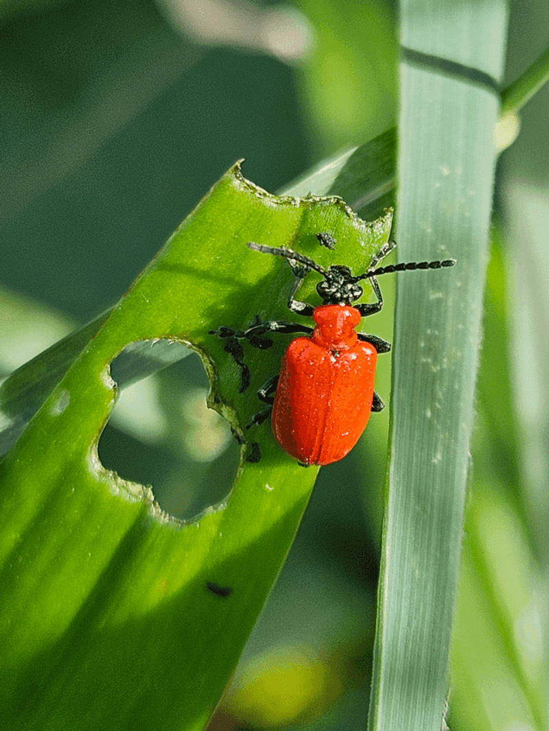 Control Lily Beetles Promptly