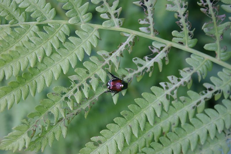 Prevent Pest Problems