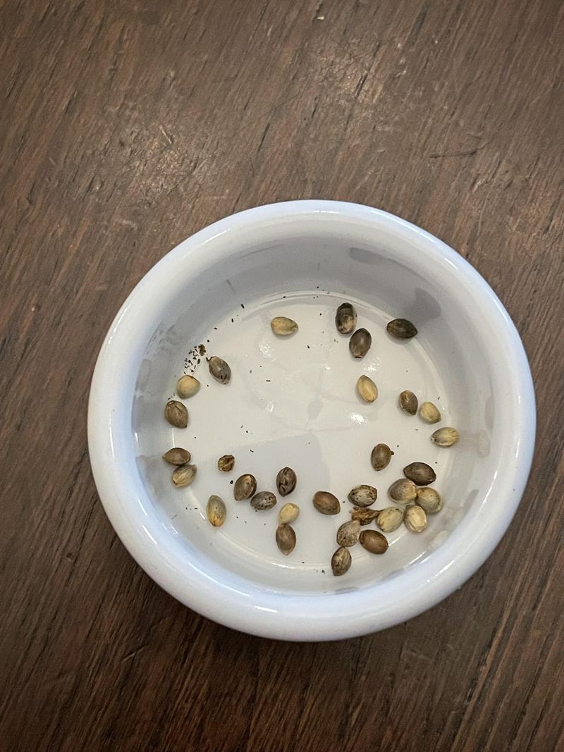 Better Success with Old Seeds