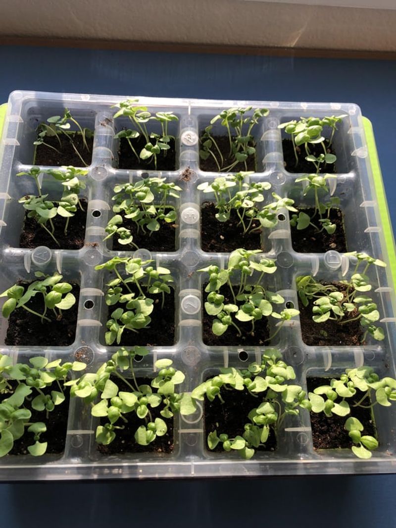 Thin the Seedlings