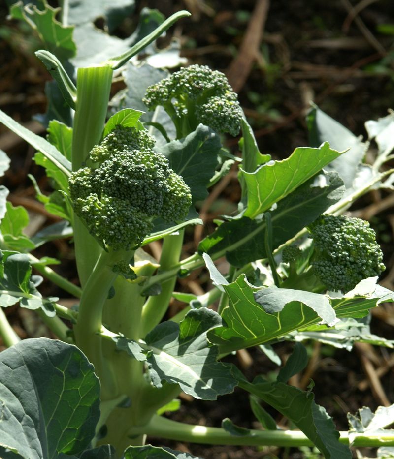 Remove Lower Leaves Strategically