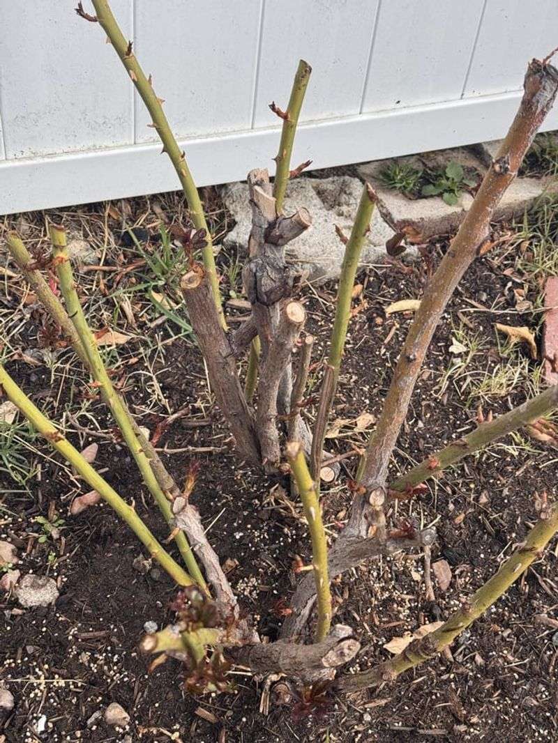 Prune Correctly In Early Spring