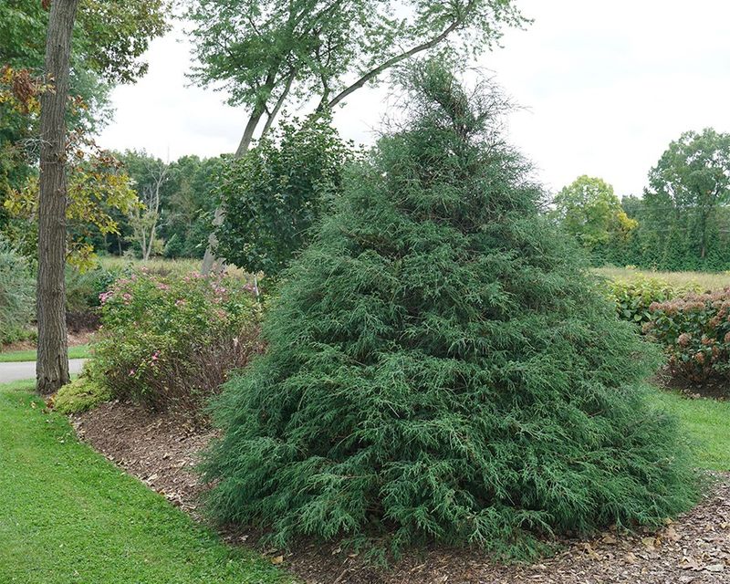 Add Coniferous Trees and Shrubs