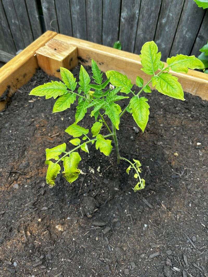 Avoid Fertilizing Immediately After Transplanting