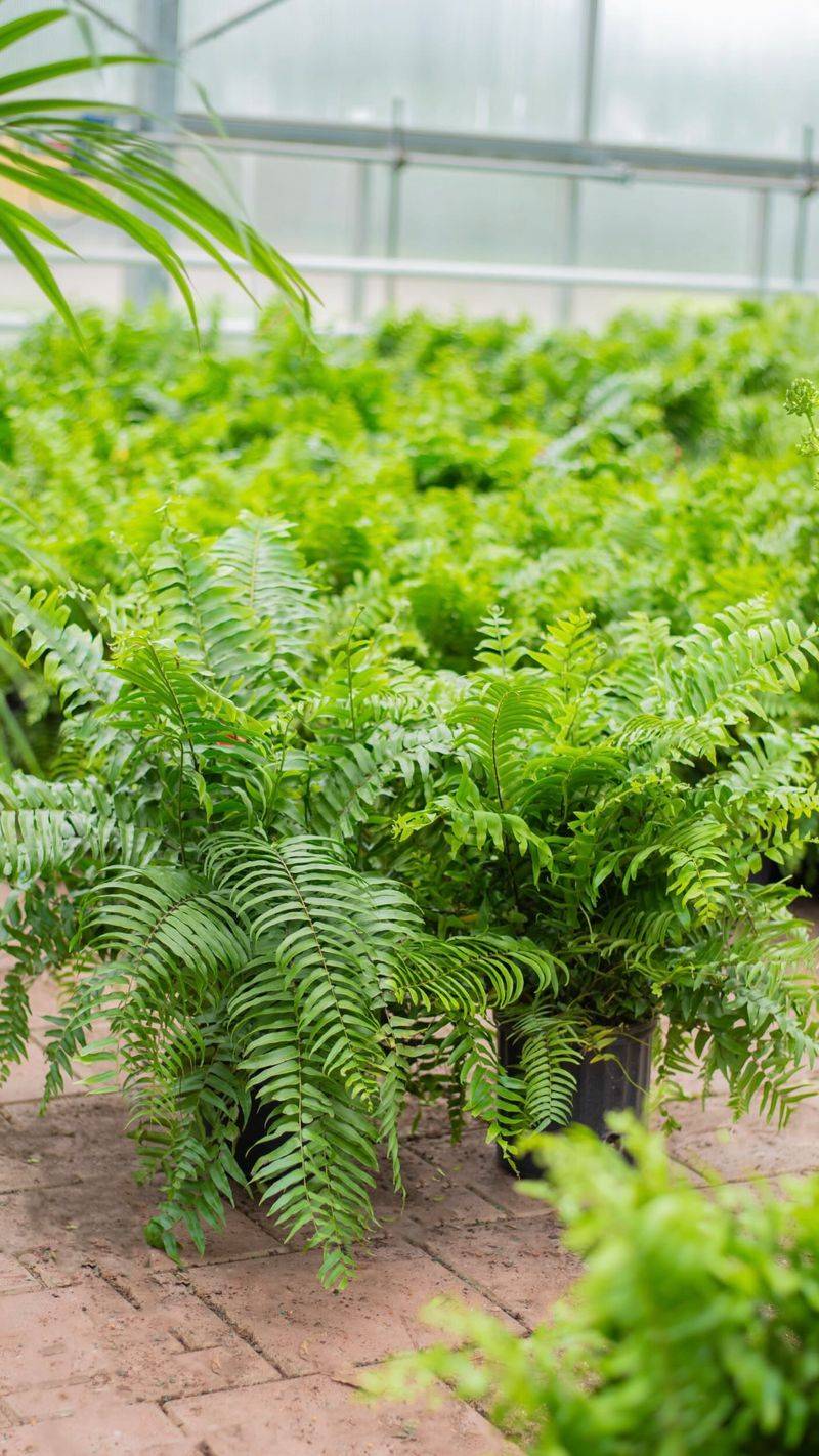 Use Quality Potting Mix