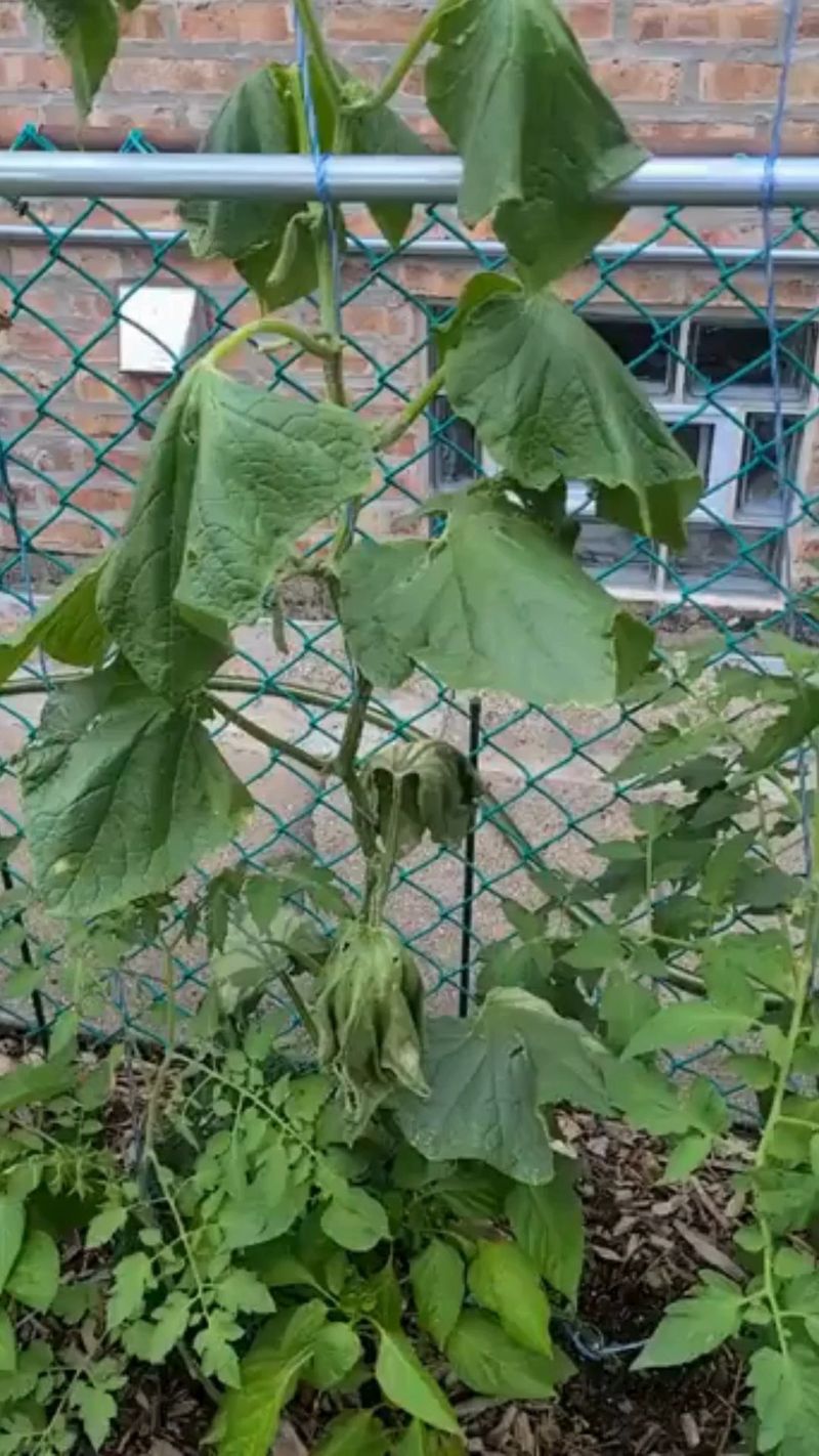 Master the Watering Schedule
