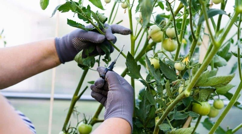 Master Pruning Techniques