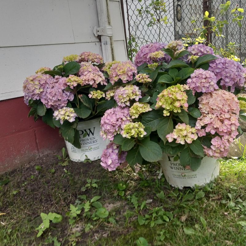 Avoid Excessive Nitrogen