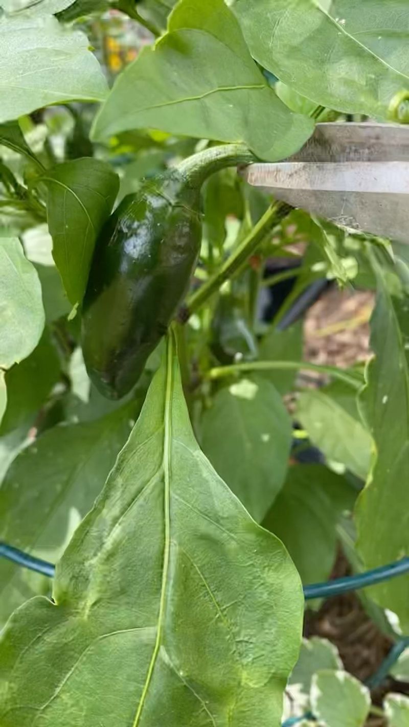 Harvest Frequently