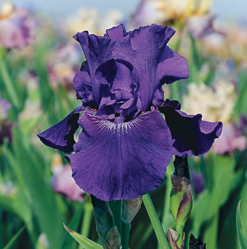 Extend Bloom Time With Reblooming Varieties