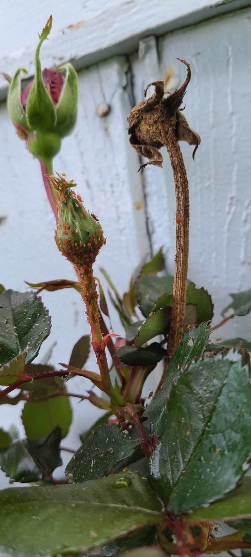 Prevent Pests With Regular Inspection