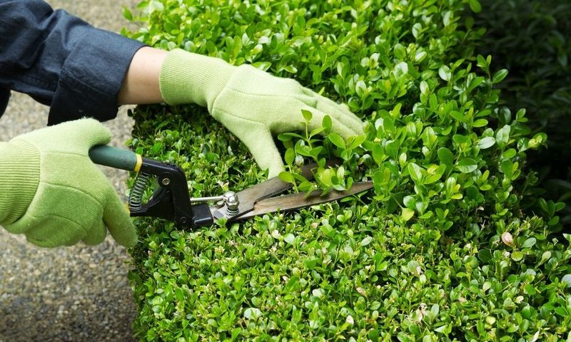 Shape Overgrown Shrubs