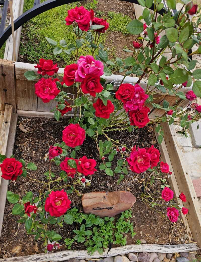 Plant Companion Flowers