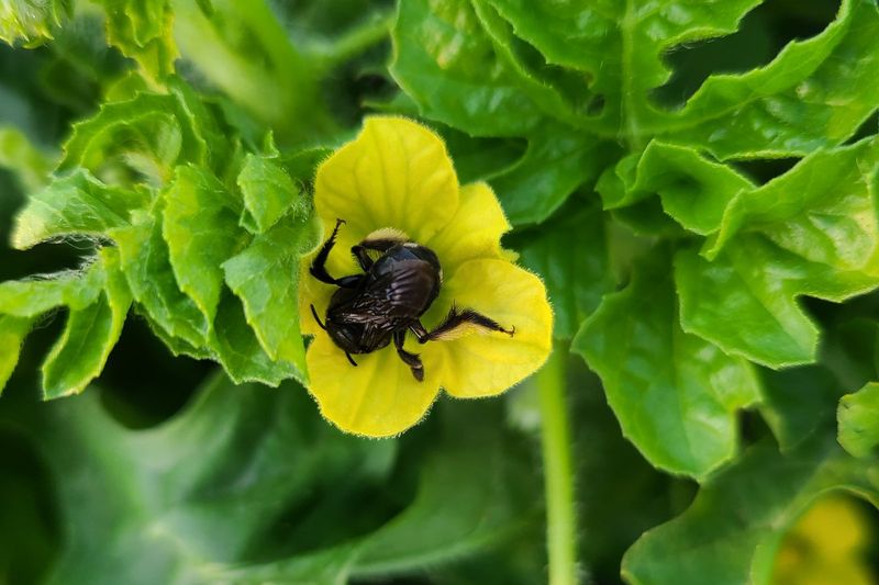 Monitor And Manage Pests Naturally