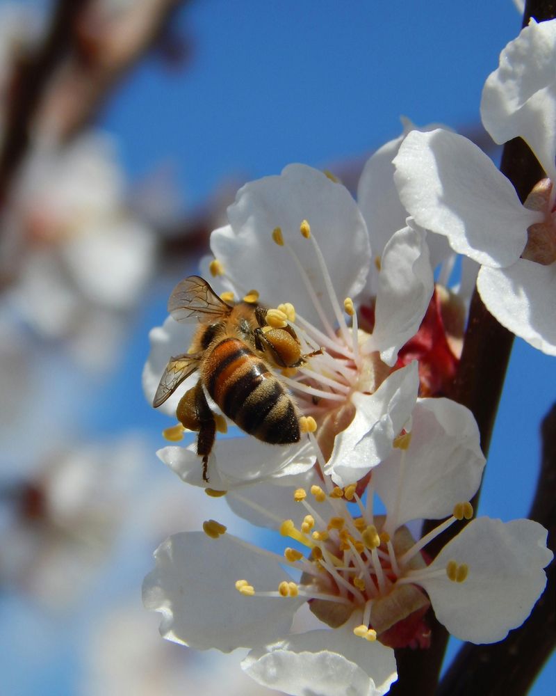 Add Pollinator Plants