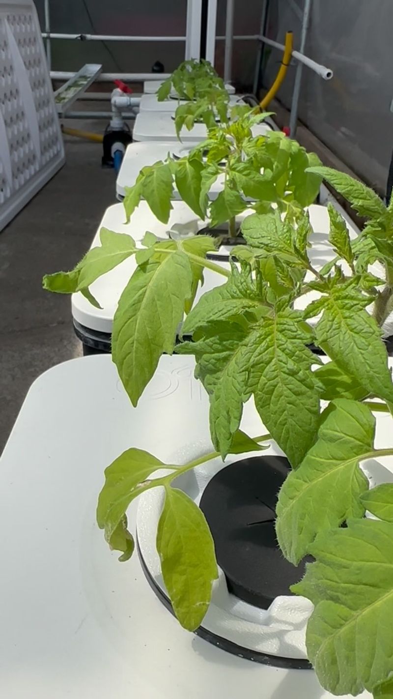 Try Hydroponic Systems