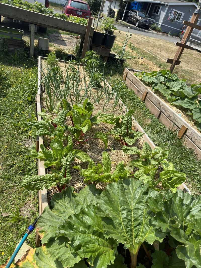 Plant Heat-Loving Crops