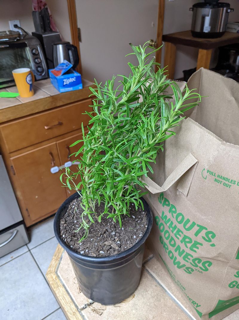 Encourage New Growth