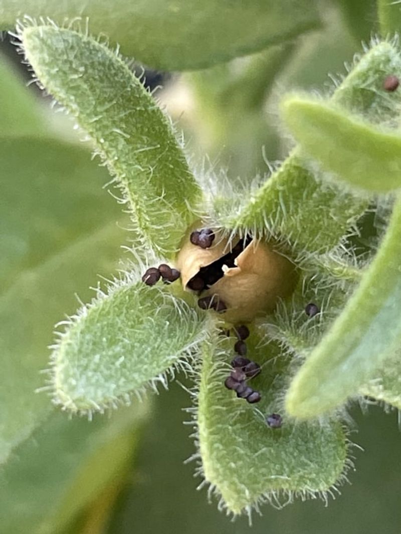 Protect from Pests