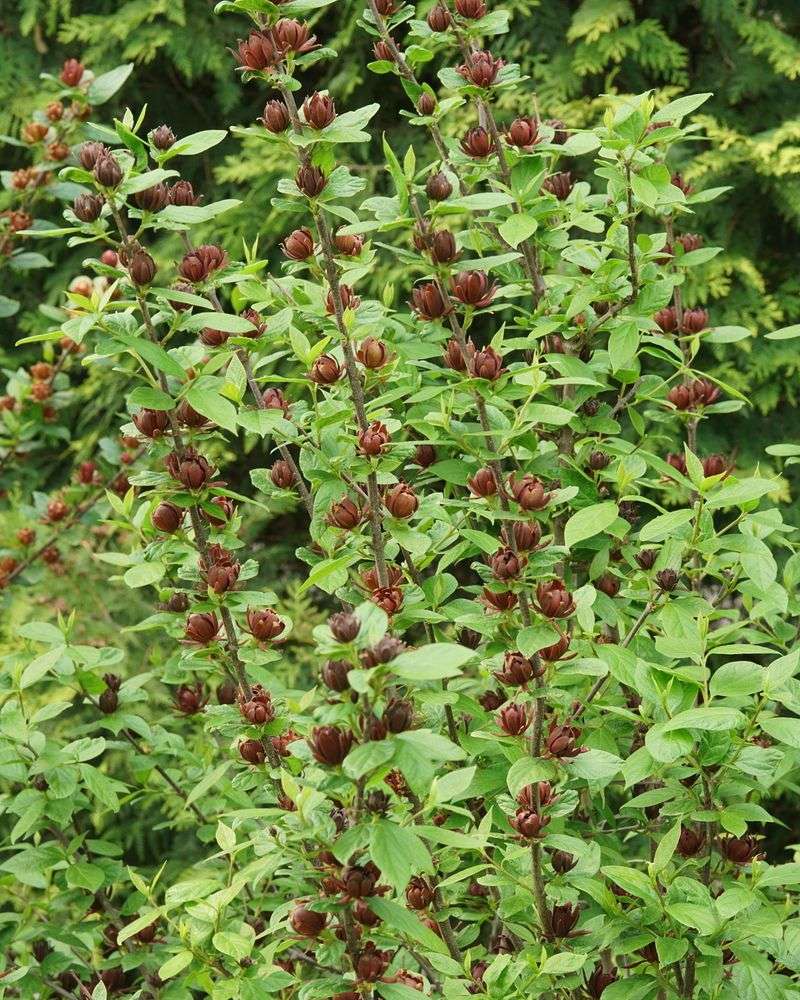 Monitor for Common Pests