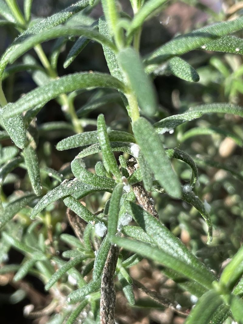 Watch for Pests and Diseases