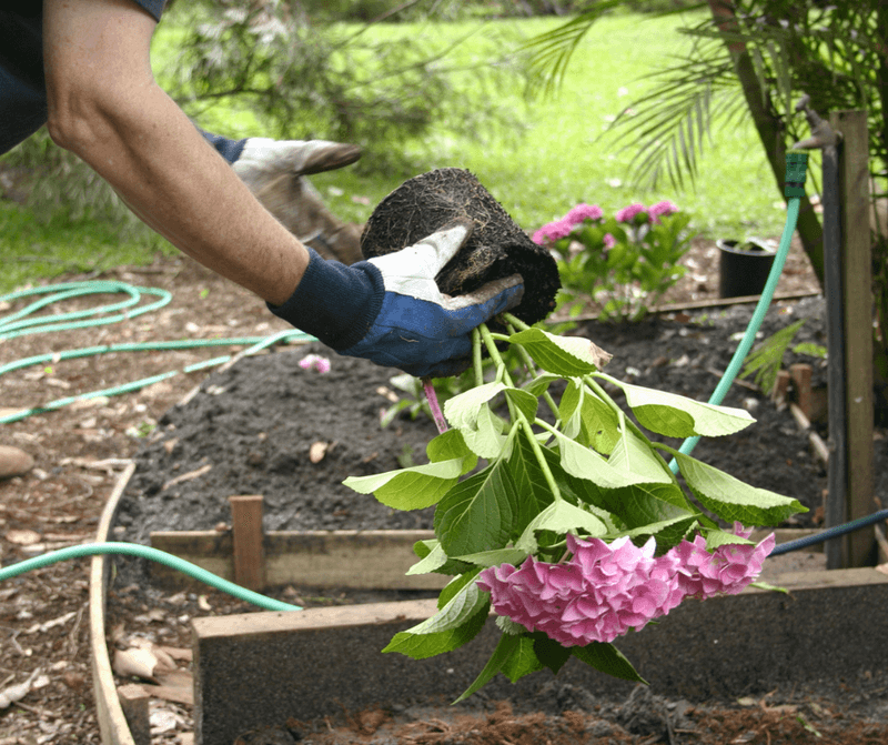 Wilting Means Your Hydrangea Needs Immediate Water