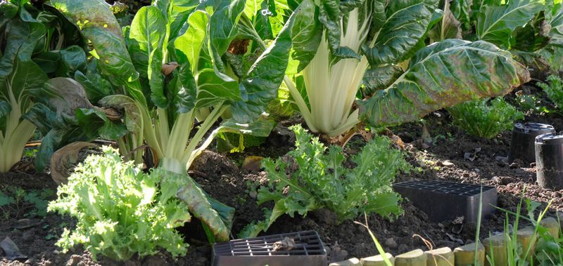 Growing Certain Plants In Shade
